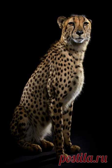 Большие кошки