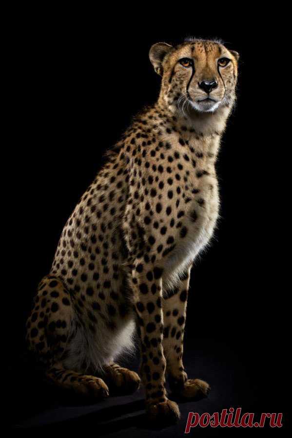 Большие кошки