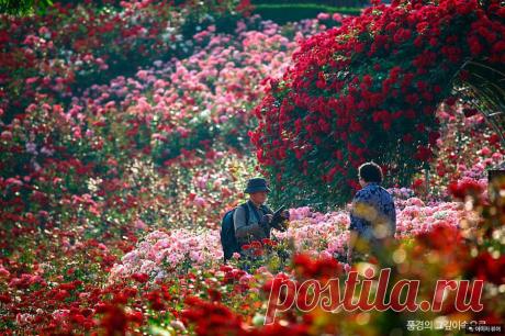 Красивейшие парки Южной Кореи:Dodang Park,Пучхон(Bucheon)