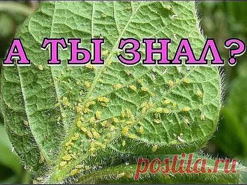 (46) Одноклассники