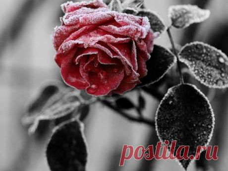 роза