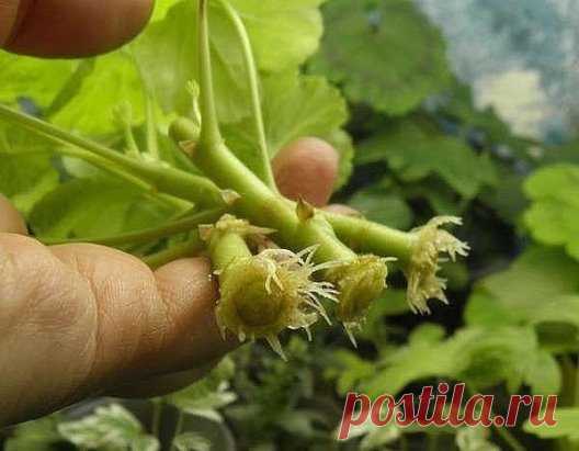 УСКОРЕНИЕ КОРНЕОБРАЗОВАНИЯ ПРИ РАЗМНОЖЕНИИ ЧЕРЕНКАМИ, НАРОДНЫЕ СРЕДСТВА
1. Мед. Одну чайную ложку мёда растворяют в 1,5 л воды. Черенок помещают в раствор на одну треть и выдерживают в растворе 12 часов.
2. Картофель. Для ускорения корнеобразования у черенка нужна крупная картофелина. Из нее тщательно удаляют все глазки, делают продольный надрез и вставляют в него черенок. При должном поливе черенок очень быстро даст корни. Таким способом можно ускорить рост корней даже у плохо черенкующегося