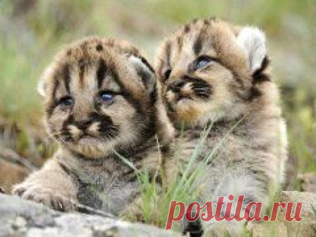 Одноклассники***дикие кошки