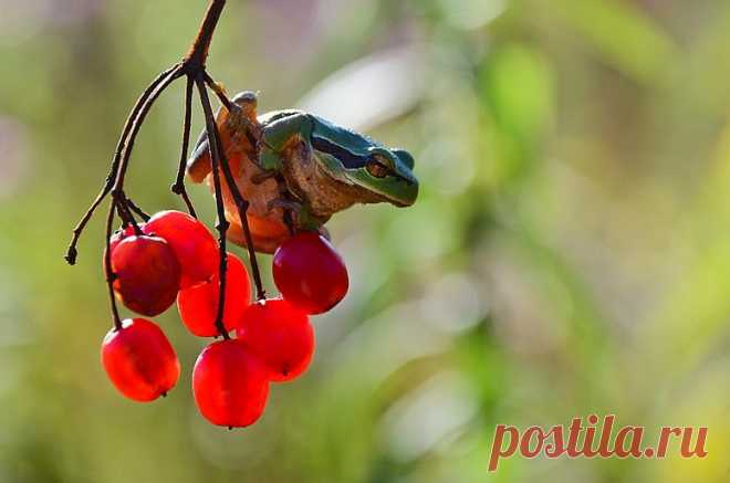 35PHOTO - Вячеслав Мищенко - *****