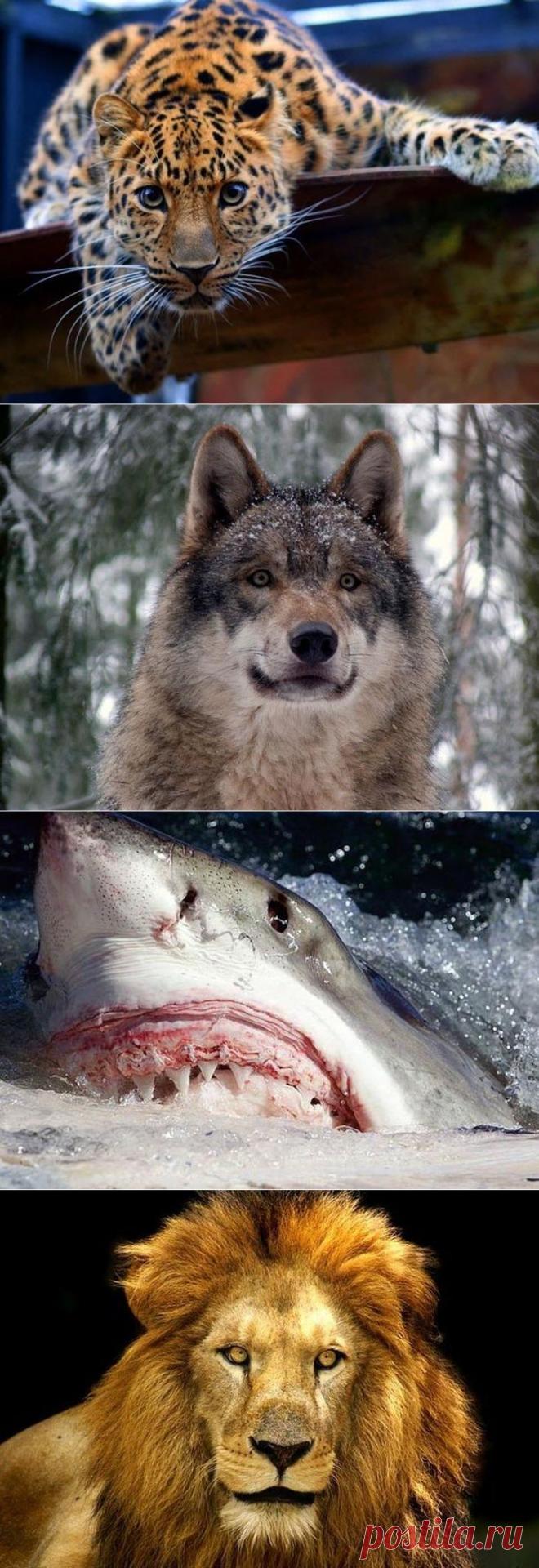 Кто кусает сильнее всех