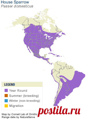 House Sparrow, Identification, All About Birds - Cornell Lab of Ornithology
