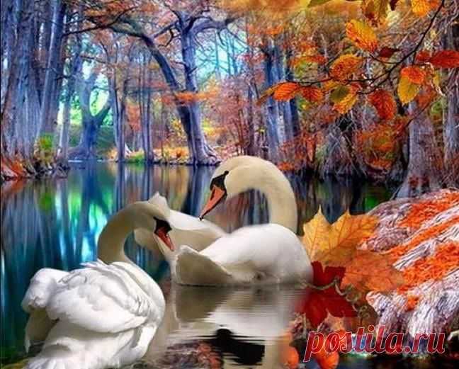 Beautiful swans | Swans