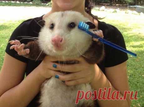 Милые опоссумы стремительно захватывают интернет . Тут забавно !!!