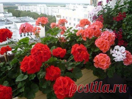 (74) Одноклассники