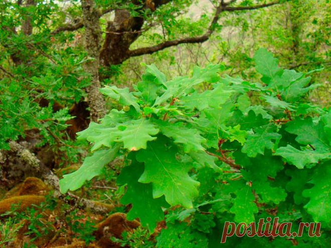 Лекарственное растение Дуб черешчатый (Quercus robur). Дерево высотой свыше 40 м с сильно трещиноватой корой и раскидисты¬ми корявыми ветвями. Листья удлиненные, асимметричные, у основания сердцевидные с ушками, длиной 5-12 см, на очень коротком черешке (у похожего дуба каменного (Q. petraea) листья на черешке длиной 1-3 см, широкояйцевидные, симметричные, и кроме того, у основания клиновидные).