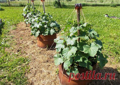 Огурцы в бочке - это удобно! Выращивать огурцы в бочке — это очень удобно! Не…