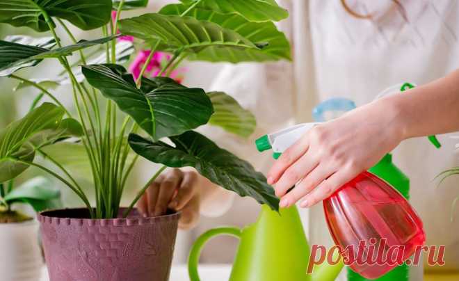 «Живая вода» для растений в доме — готовим мощное удобрение своими руками