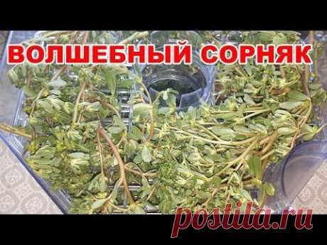 ПОРТУЛАК, сорняк, который укрепляет иммунитет и лечит от 100 болезней. Полезные советы