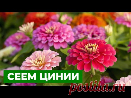 ШИКАРНЫЕ РАЗНОЦВЕТНЫЕ КРАСАВИЦЫ | Посев циннии на рассаду