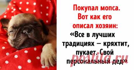 14 человек, для которых любовь к питомцам на втором месте, а к сарказму — на первом . Милая Я