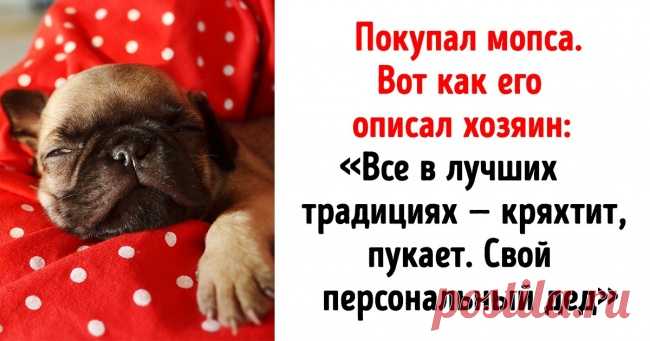 14 человек, для которых любовь к питомцам на втором месте, а к сарказму — на первом . Милая Я