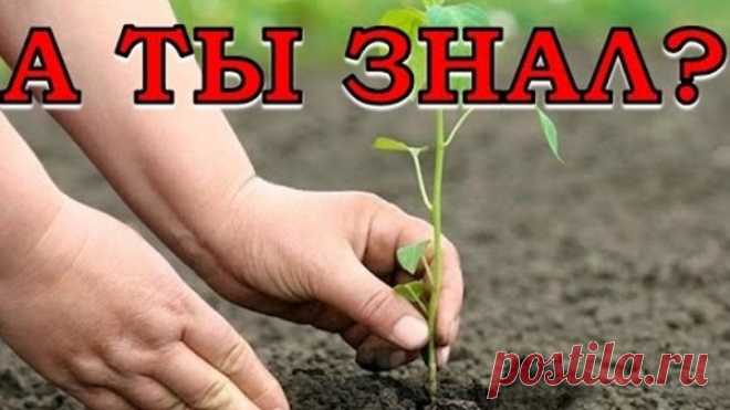 (53) Одноклассники