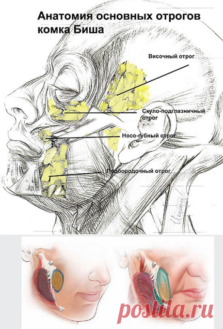 1) Чаще всего обвисание кожи в области нижней челюсти – это видимый результат целого ряда невидимых изменений, которые на протяжении многих лет происходили с нашим лицом: 1. Низкое содержание коллагена и эластина.  2. Ослабление лицевых мышц. 3. От нехватки некоторых элементов и гормональных изменений... |  Как убрать брыли на лице?