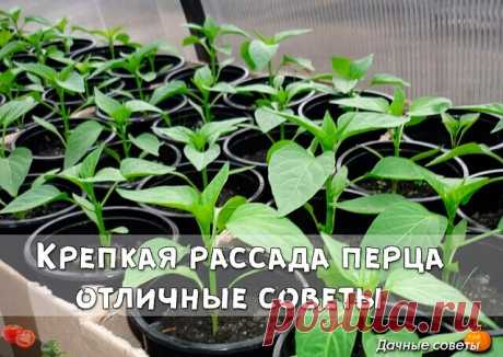 Крепкая рассада перца отличные советы 
  
Крупные яркие разноцветные перцы не нуждаются в комплиментах, кроме того их просто интересно выращивать: агротехника хоть и известна, но допускает полный простор для творчества. 
  
Бывает же: семья одна, а ведут себя все её члены по-разному. Для чего изучать эту разницу? Да чтобы лучше угодить каждому огородному жителю. Так и с перцами и с томатами, которые мы уже выращиваем около 20 лет. Поначалу старались сажать их рядом (томаты...