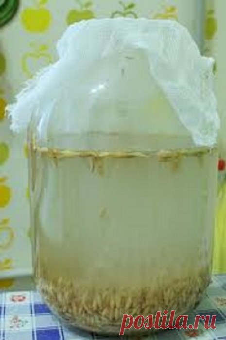 Квас из овса