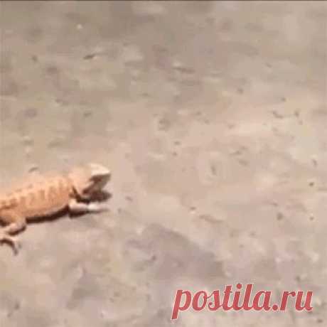 Ноги, мои ноги, уносите мою  *опу!
