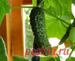 Комнатный огород - Свое хозяйство * - Сборник - Познавательный Интернет-журнал "Умеха - мир самоделок"