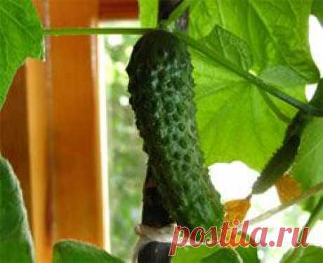 Комнатный огород - Свое хозяйство * - Сборник - Познавательный Интернет-журнал "Умеха - мир самоделок"