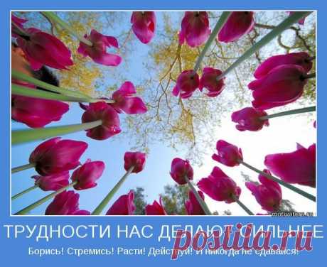 Глупые никогда не прощaют и не забывают; наивные прощaют и забывают; мудрые прощают, но нe забывают.