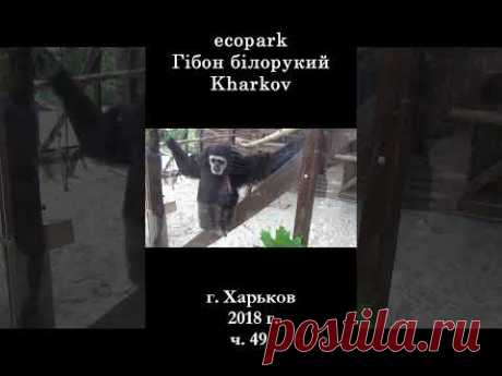 █ ЭкоПарк Харьков ч.49 / Гібон білорукий / 2018 г. #shorts