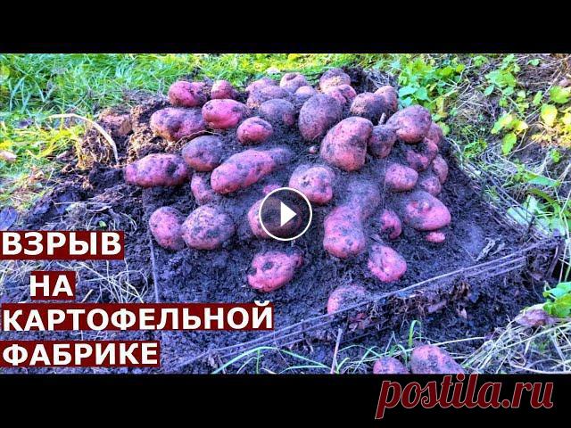 Уникальная раскопка картофеля сорта Уника Выращивание картошки в ящике сорт картофеля УникаПомощь каналу, карта Сбербанка - 4276 3800 7513 3459На канале: Наталья Сморчкова и другие авторы из р...