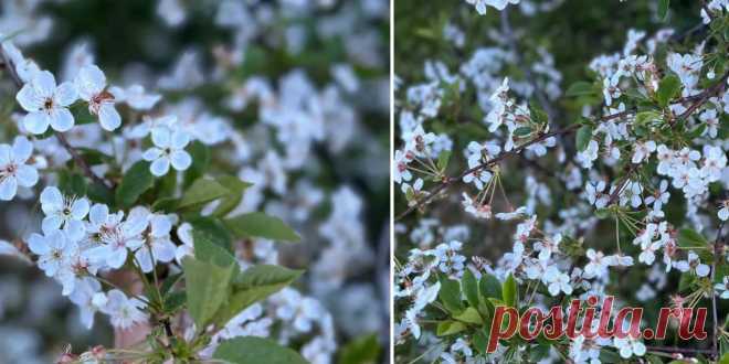 Нельзя медлить: почему плодовые деревья пускают корневую поросль - урожай под угрозой | 01.06.2023 | NVL