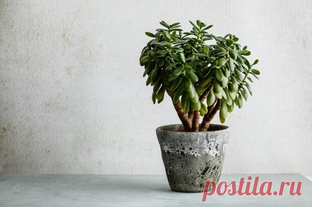 Как правильно поливать денежное дерево и чего делать не стоит - С нами не соскучишься!
                                             - 30 ноября
                                             - 43035443688 - Медиаплатформа МирТесен Денежное дерево (толстянка, крассула) — неприхотливое растение, которое прекрасно очищает воздух и отлично себя чувствует при минимальном уходе. И всё же есть несколько грубых ошибок, в результате которых толстянку можно загубить. В этой статье мы ...