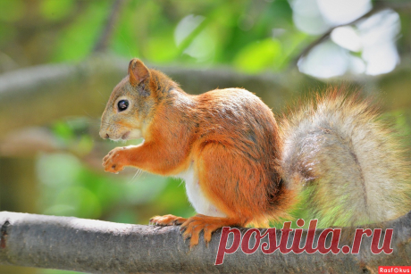 Фото: Белка. Фотограф Константин Анисимов. Фото животных - Фотосайт Расфокус.ру