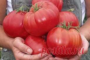 9 способов использования пищевой соды в саду