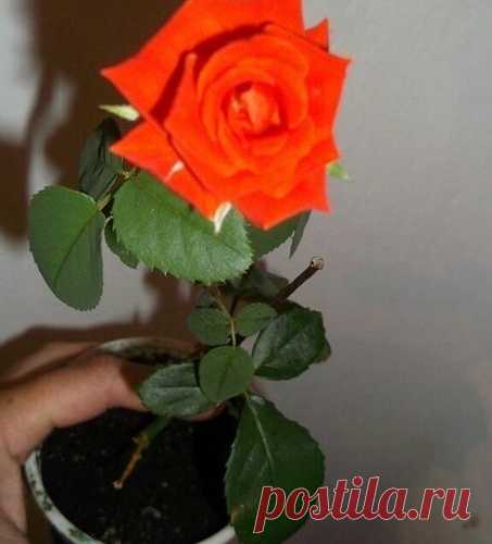Укореняем розу из букета