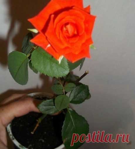 Укореняем розу из букета