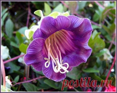 Кобея: выращивание и уход. Виды кобеи