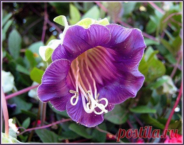 Кобея: выращивание и уход. Виды кобеи