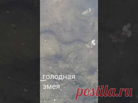 кормлю змею. - YouTube