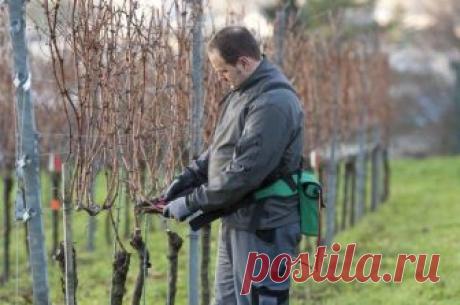 Размножение винограда одревесневшими черенками – инструкция для новичков Черенкование винограда – эффективный и несложный в исполнении способ размножения, при котором новое растение образуется из части материнского побега. Черенок (чубук) для этих целей срезают либо весной...