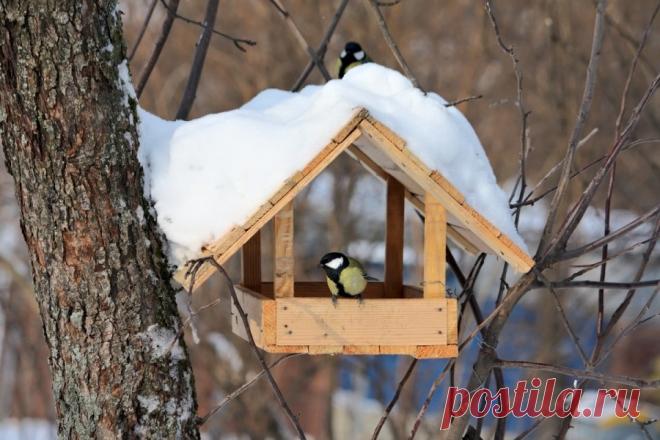 Зимой птицам трудно найти пищу. Зимой и в другое время года кормушки для птиц - отличный способ помочь вашим крылатым друзьям в борьбе с голодом. Они легко