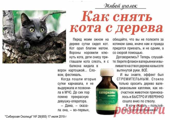 Как снять кота с дерева
