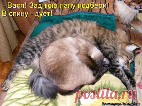 Котоматрица: - Вася! Заднюю лапу подбери! В спину - дует!