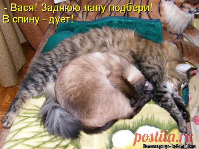 Котоматрица: - Вася! Заднюю лапу подбери! В спину - дует!