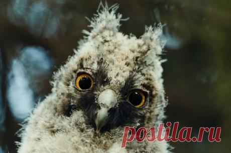 Птенец ушастой совы. Автор фото — Ivan Emelyanov: nat-geo.ru/photo/user/298765/