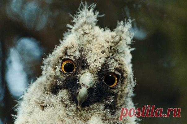 Птенец ушастой совы. Автор фото — Ivan Emelyanov: nat-geo.ru/photo/user/298765/