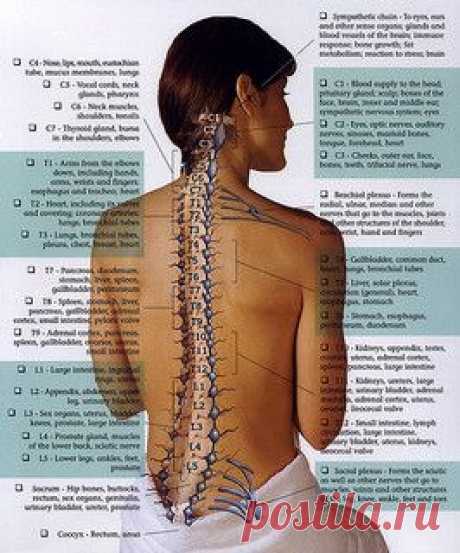nerve chart | Flickr - Photo Sharing!