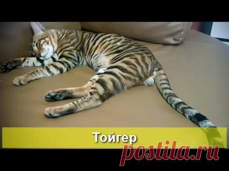 Тойгер - маленький тигр - YouTube