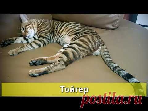 Тойгер - маленький тигр - YouTube