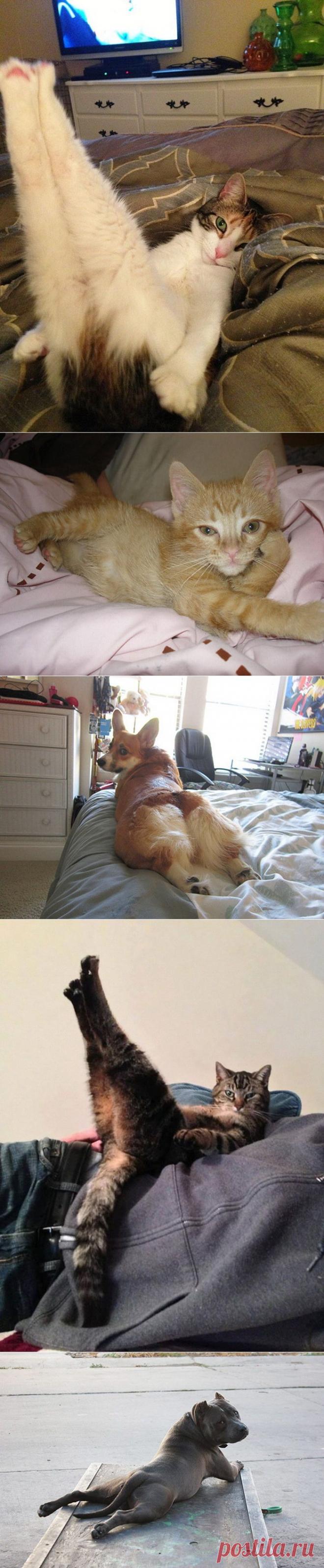 Животные, которые позируют как настоящие фотомодели